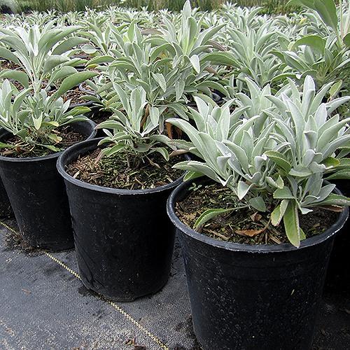 white sage in pots