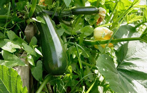 zucchini on trellis