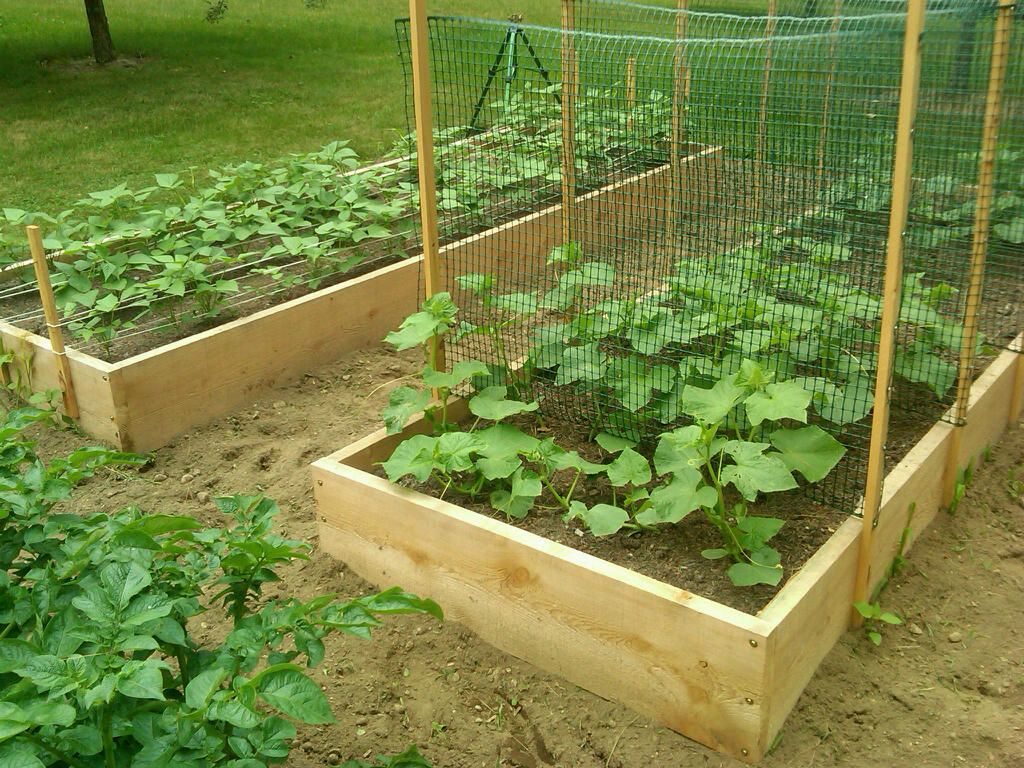 zucchini plant trellis