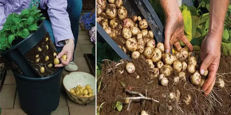 How to Grow a Hundred Pounds of Potatoes in a Pot