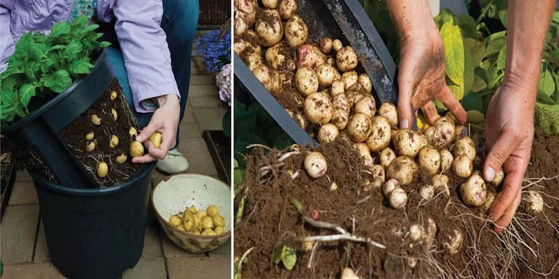 100 pounds of potatoes