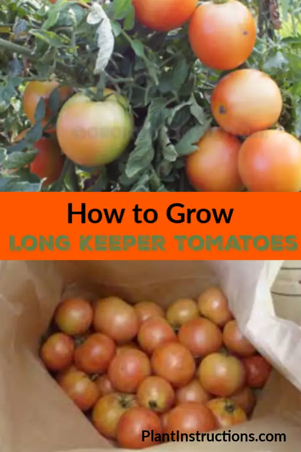 Grow Long Keeper Tomatoes