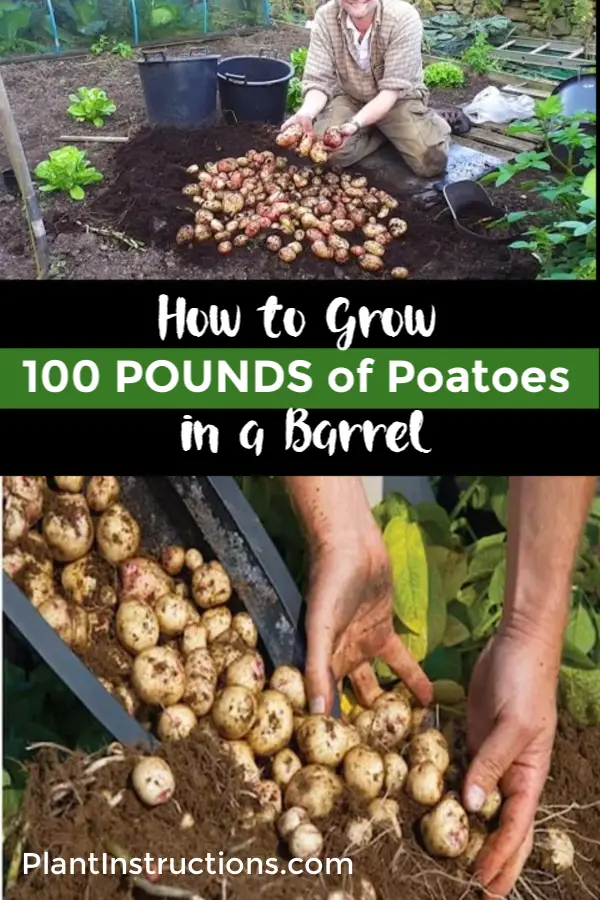 Grow a Hundred Pounds of Potatoes