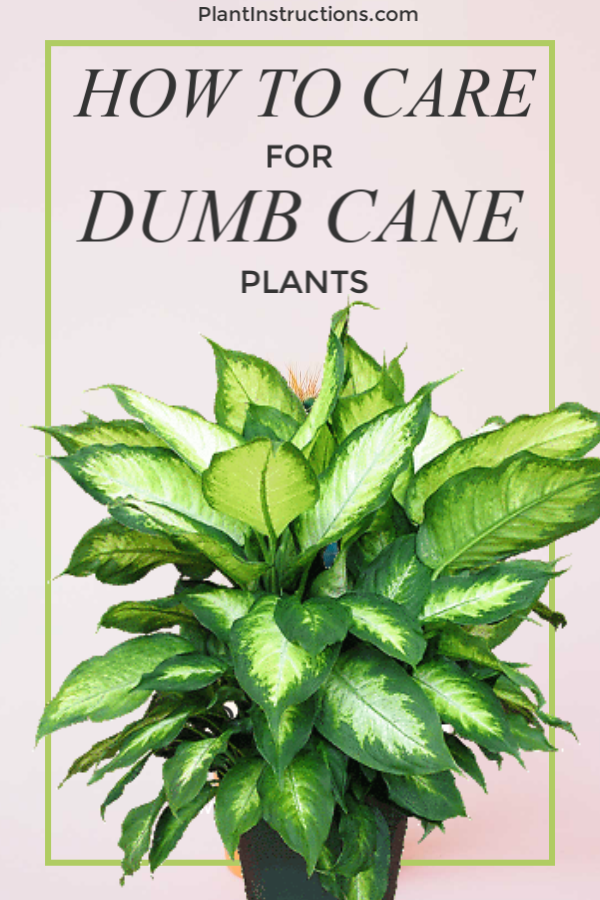 How to Care for Dumb Cane Plants