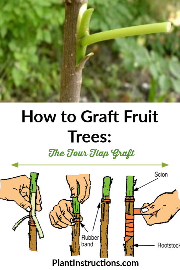 How to Graft Fruit Trees