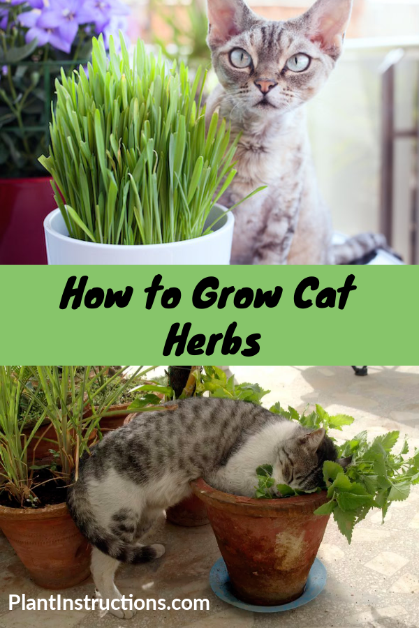 How to Grow Cat Herbs