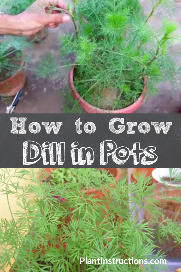 How to Grow Dill in Pots
