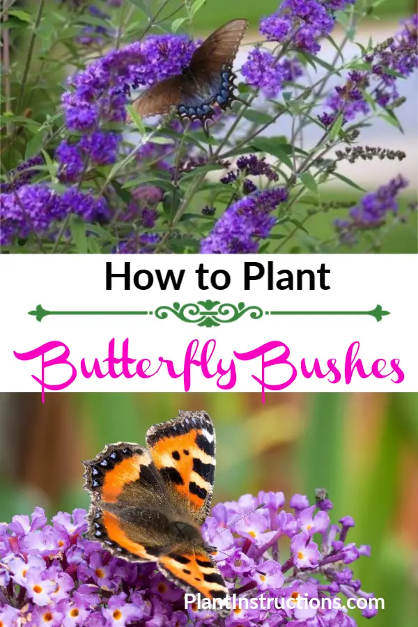 How to Plant Butterfly Bushes