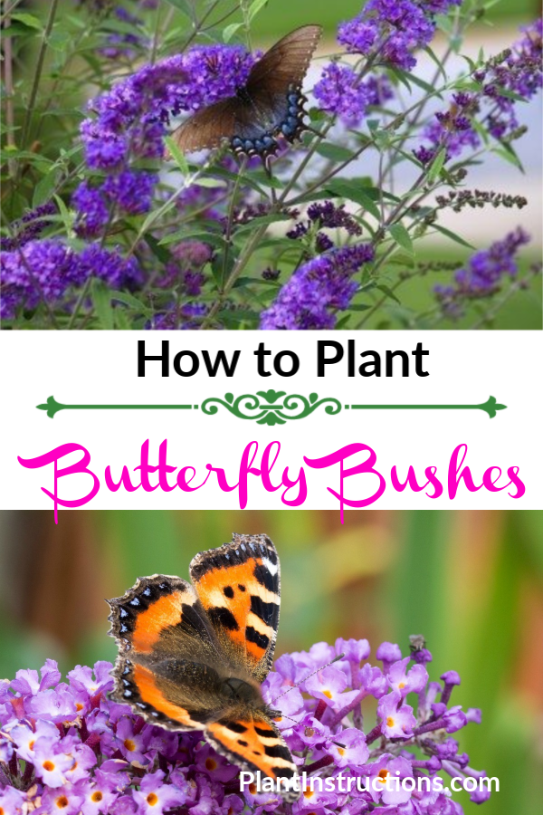 How to Plant Butterfly Bushes Plant Instructions