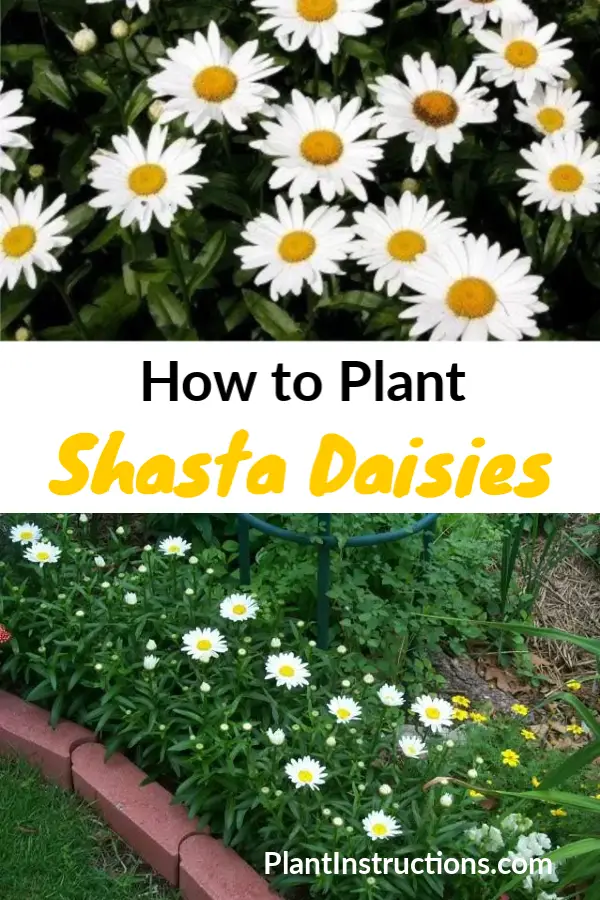 How to Plant Daisies