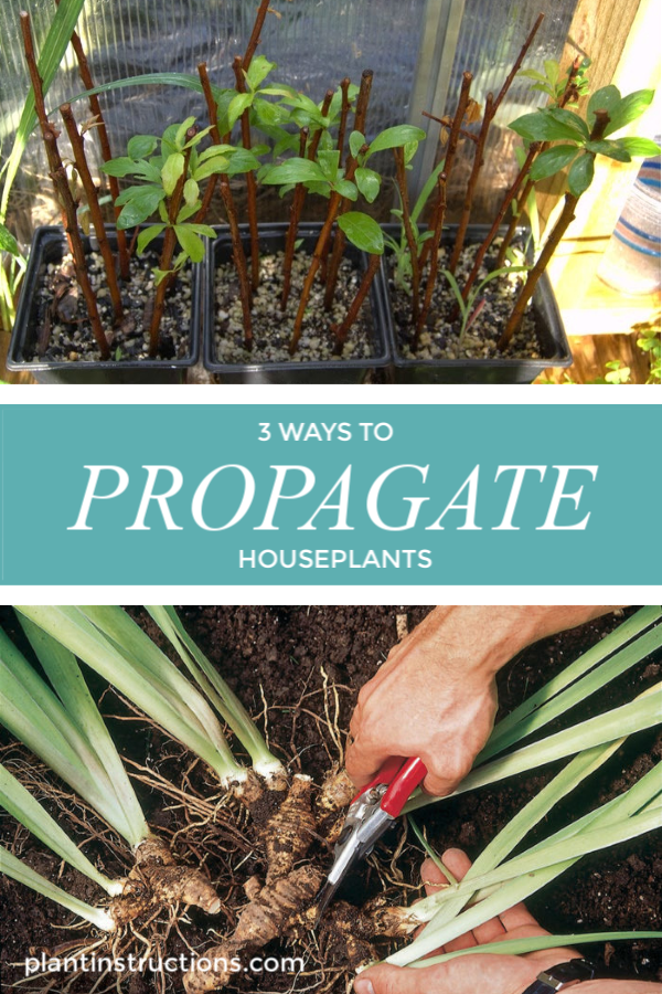 How to Propagate Houseplants