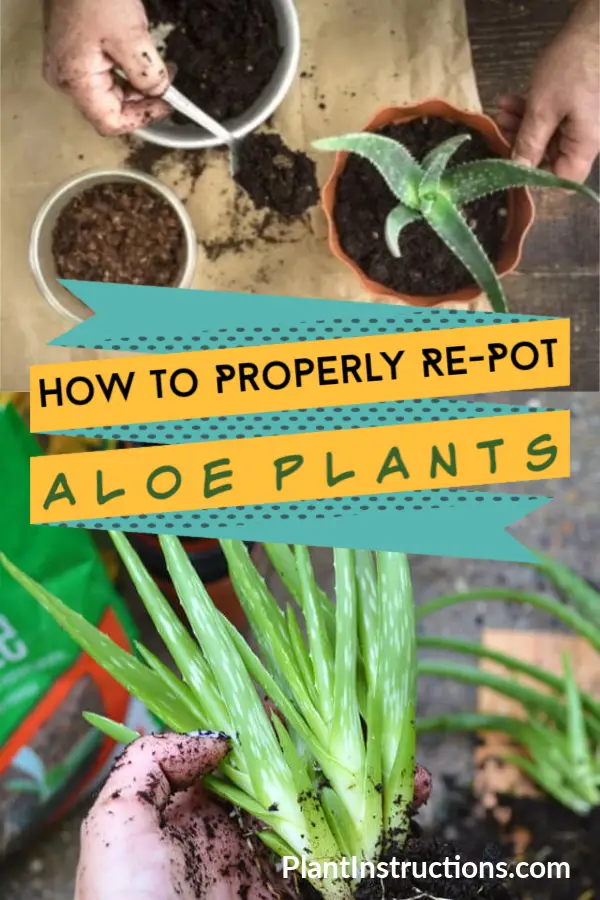 How to Re-Pot Aloe Plants