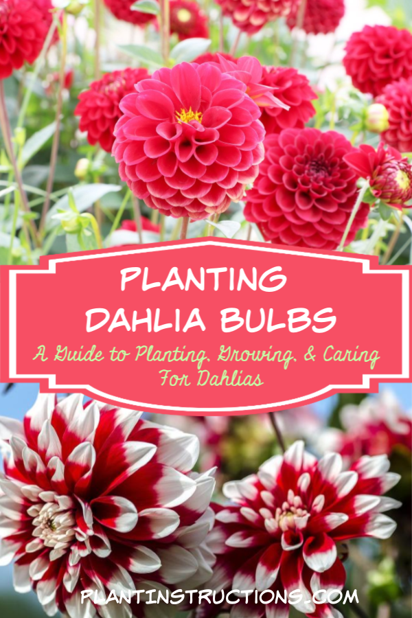 Planting Dahlia Bulbs