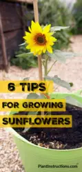 6 Tips for Growing Sunflowers - Plant Instructions