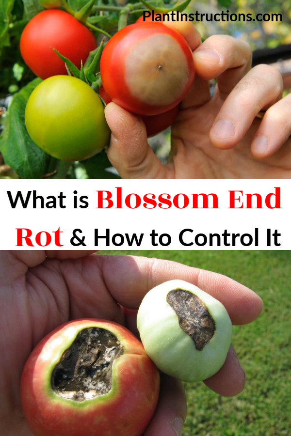 What is Blossom End Rot