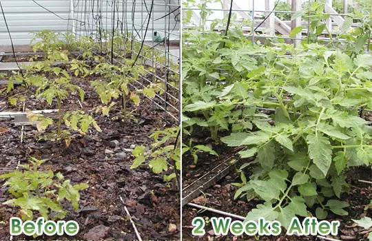 How to Make Tomato Fertilizer - Plant