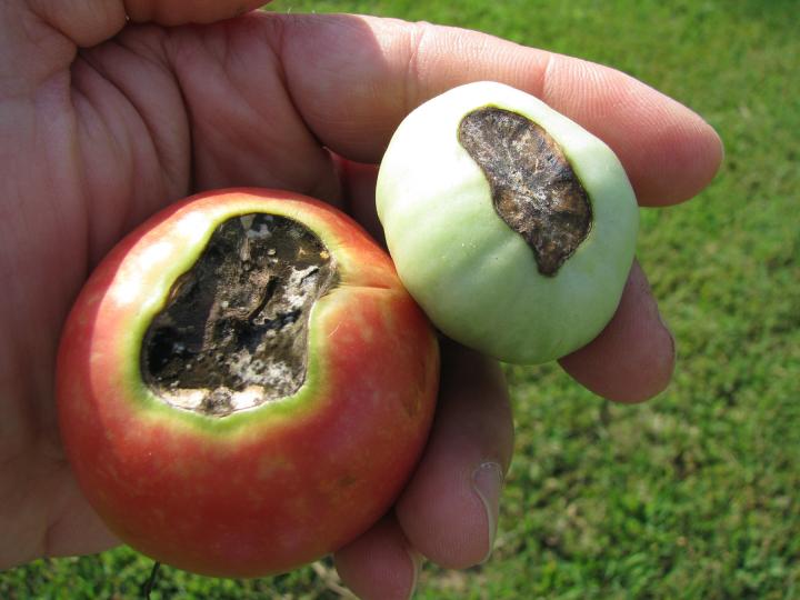 blossom end rot in tomatoes