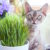 How to Grow Cat Herbs