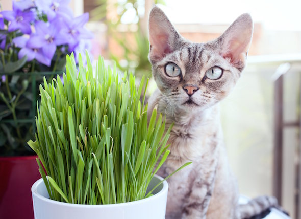 cat grass