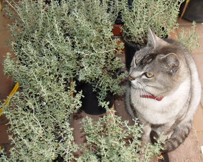 cat thyme