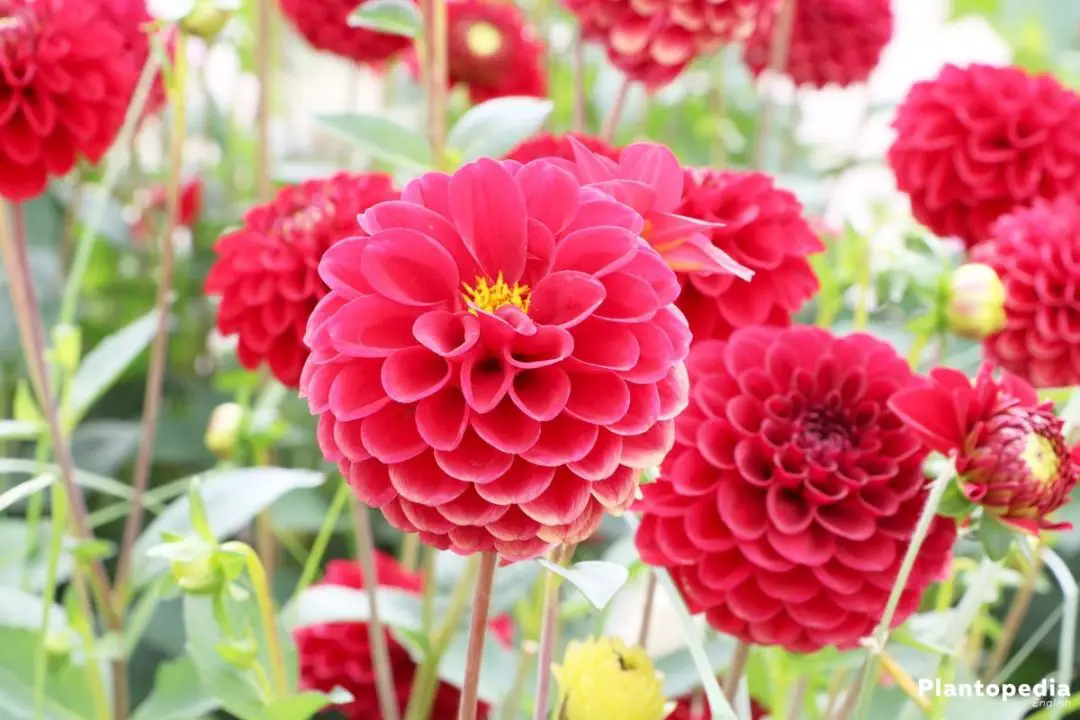 Planting Dahlia Bulbs & Dahlia Care - Plant Instructions