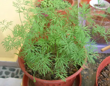 dill plant in pot