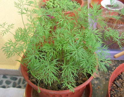 How to Grow Dill in Pots