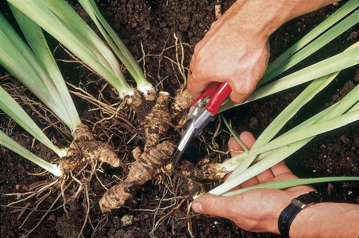 dividing plants