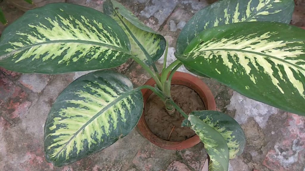 dumb cane plant