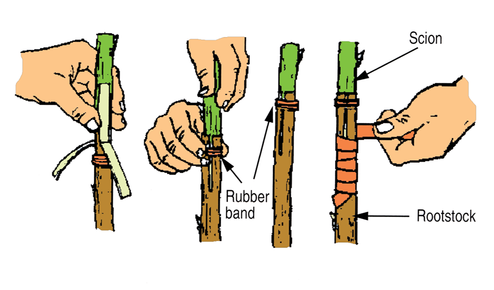 How to Graft Fruit Trees: The Four Flap Graft