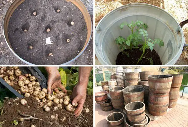 growing potatoes in a barrel