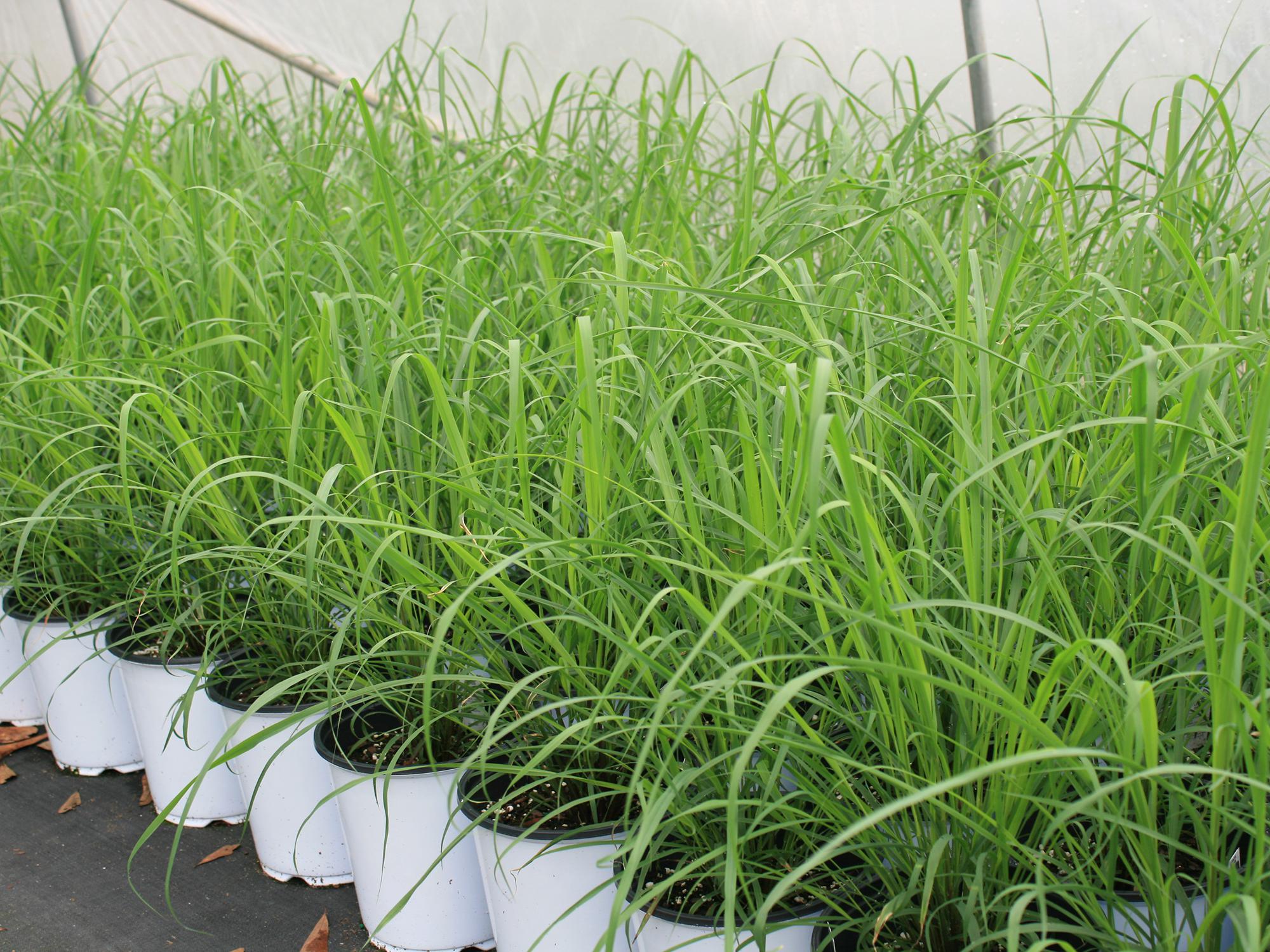 how-to-harvest-lemongrass-without-killing-the-plant-derivbinary