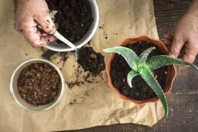 repotting aloe plants