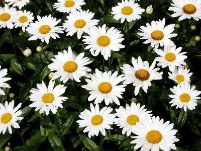 shasta daisies