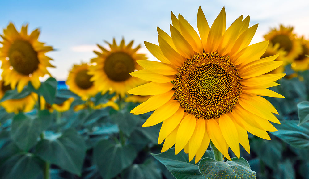 sunflowers