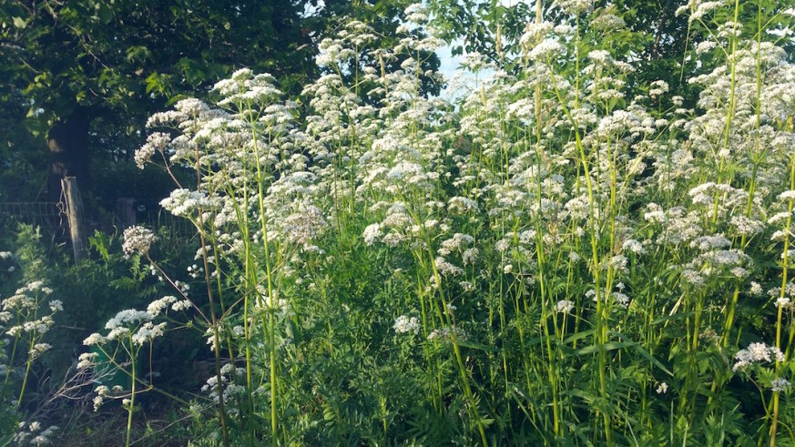 valerian plant