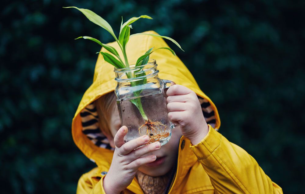 water grown plants