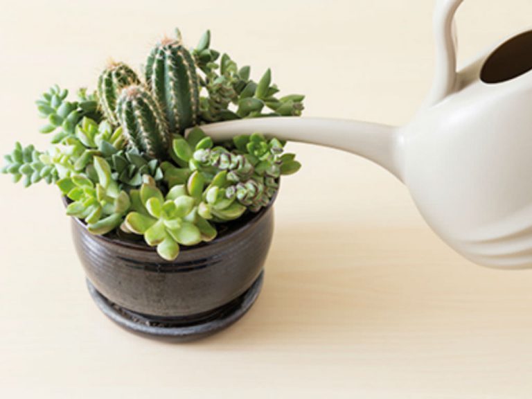 watering succulents healthy houseplants