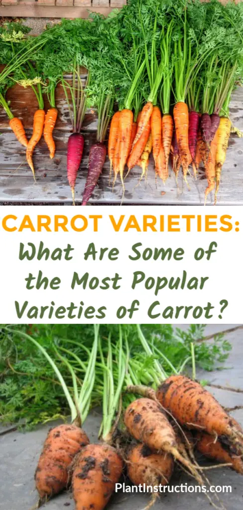 Carrot Varieties