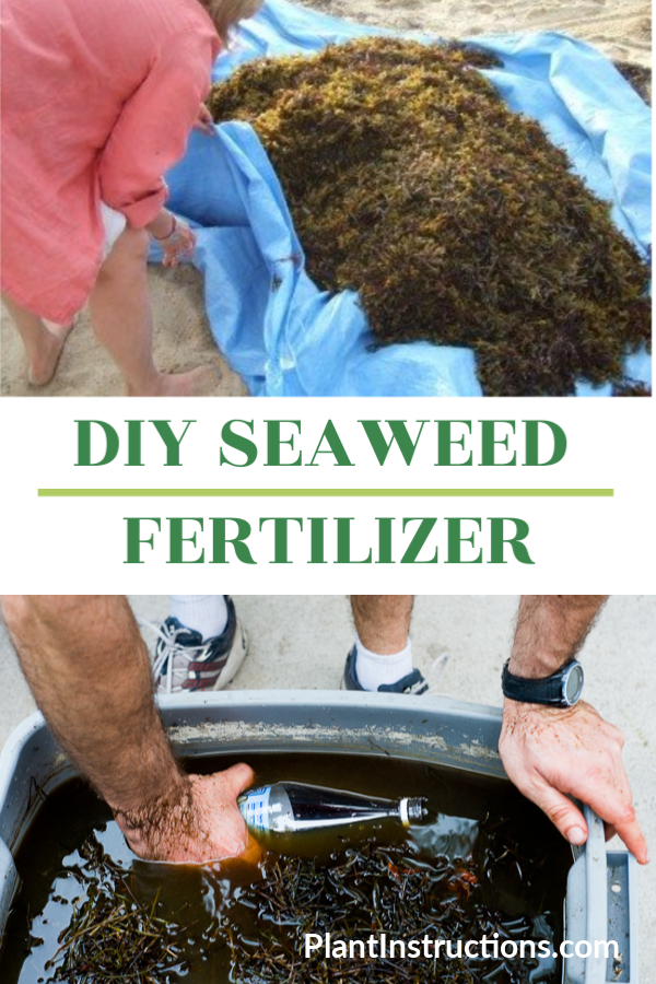 DIY Seaweed Fertilizer