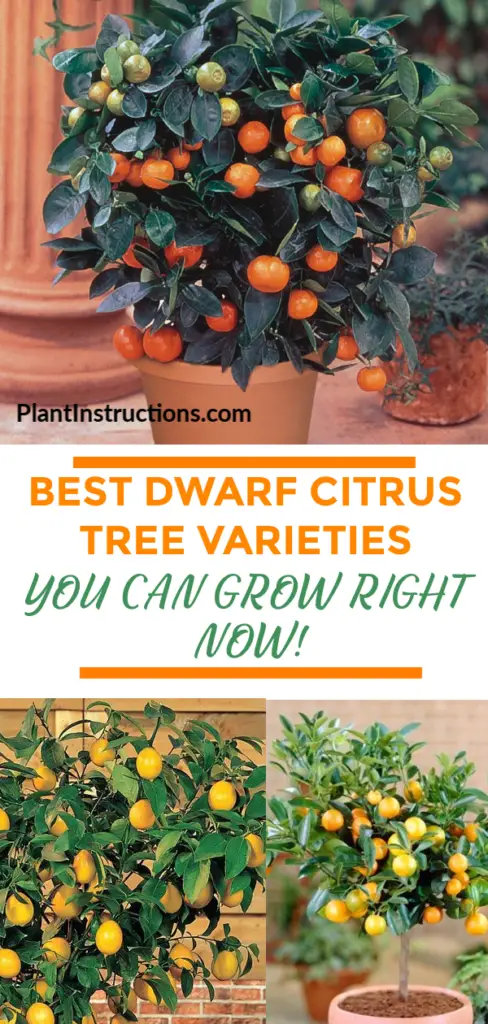 Dwarf Citrus Trees