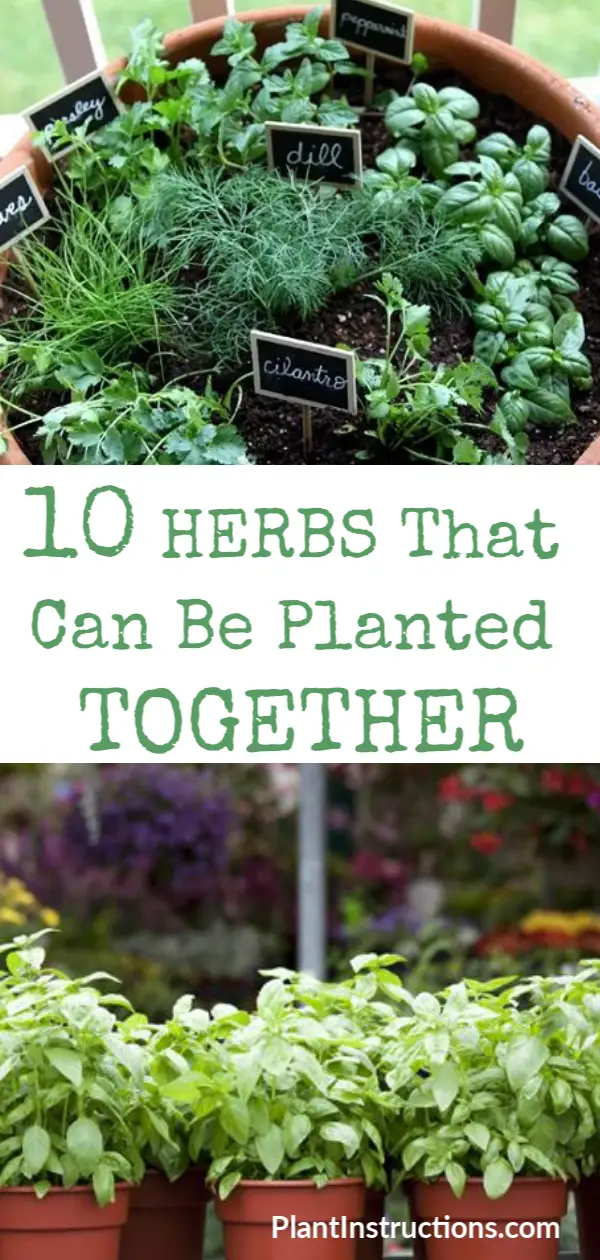 Herbs That Can Be Planted Together Plant Instructions