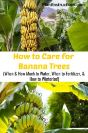 How to Care for Banana Trees - Plant Instructions