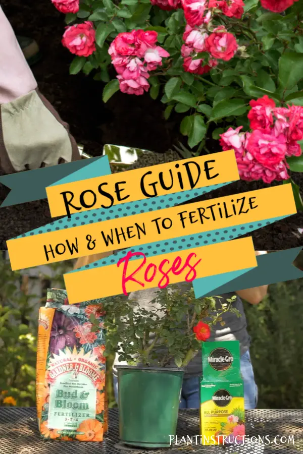 How to Fertilize Roses