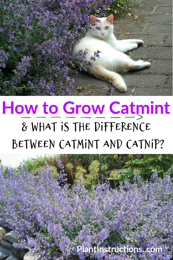 How to Grow Catmint