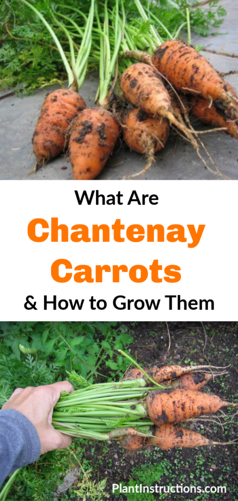 How to Grow Chantenay Carrots