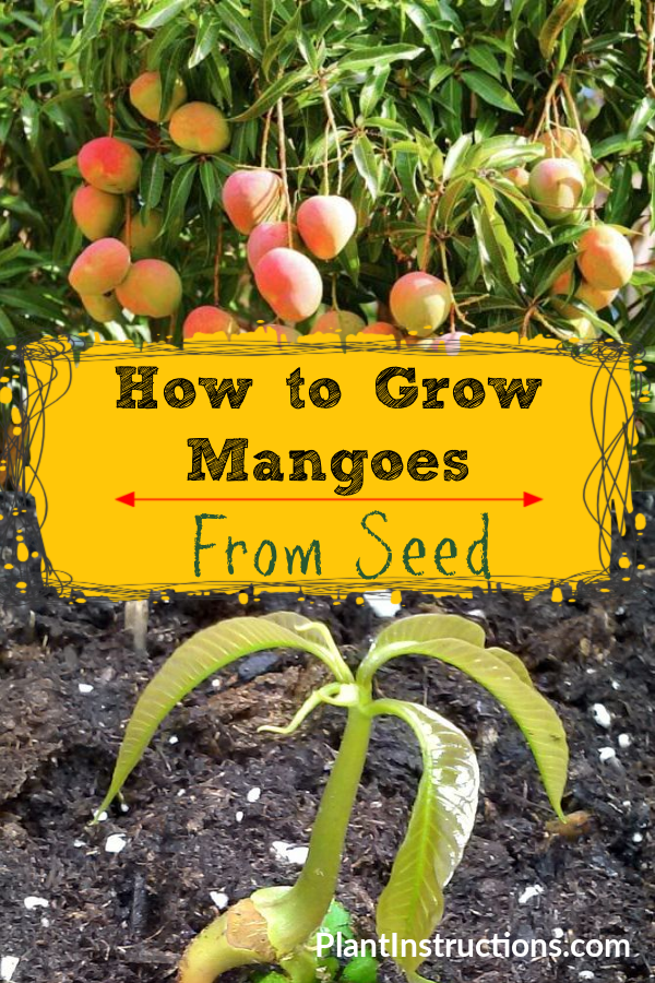 How To Grow Mango From Seed Plant Instructions 4314