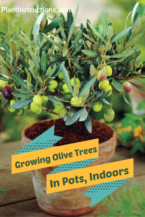 How to Grow Olive Trees in Pots