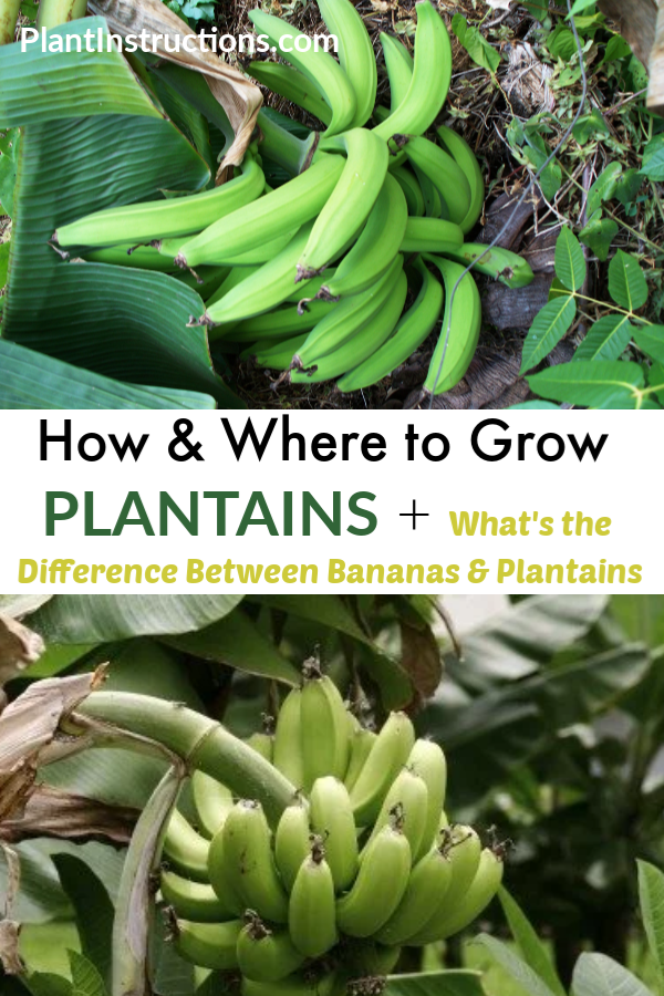 How to Grow Plantains