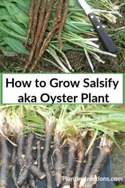 How to Grow Salsify AKA Oyster Plant - Plant Instructions